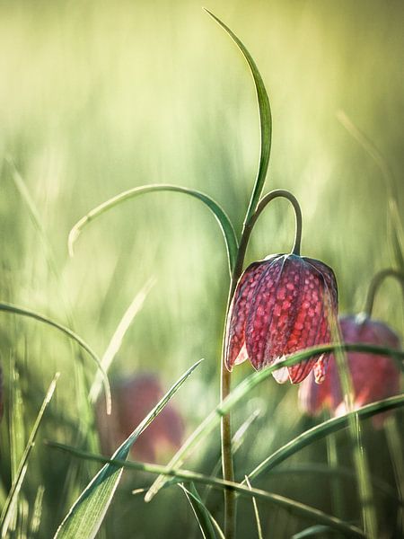 Kievitsbloem van Evert Jan Kip