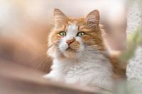 Kitty