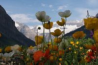 Papavers 