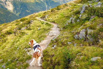 Hond op Alpenrosenweg, St. Anton am Arlberg van Johan Vanbockryck
