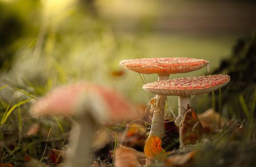 Vliegenzwammen tijdens de herfst.
