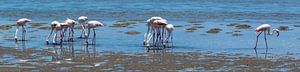 Panorama von der Nahrungssuche, um Flamingos