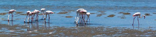 Panoramafoto van naar voedsel zoekende flamingo's