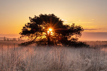 Vliegden met opkomende zon in het fochterloërveen