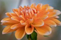Dahlia Cactus Colore by Nicole Jagerman thumbnail