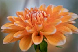 Dahlia Cactus Colore by Nicole Jagerman