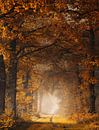 Schilderachtige herfst van Rob Visser thumbnail
