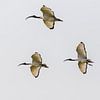 Saint ibis volant sur Cor de Bruijn Photography
