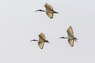 Fliegender Heiliger Ibis von Cor de Bruijn Miniaturansicht