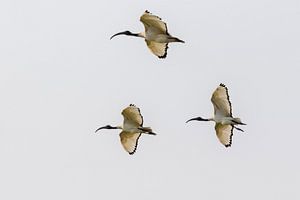 Fliegender Heiliger Ibis von Cor de Bruijn