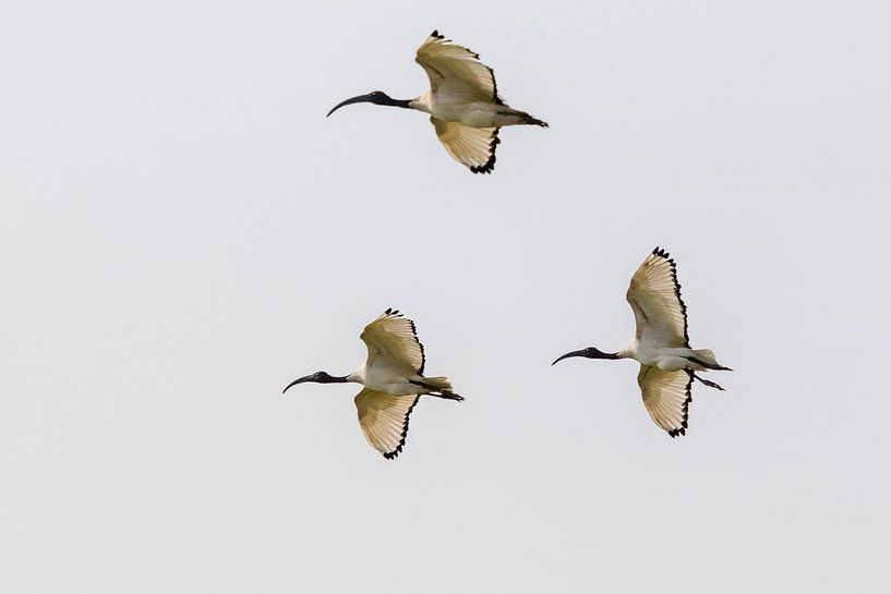 Vliegende heilige ibissen van Cor de Bruijn