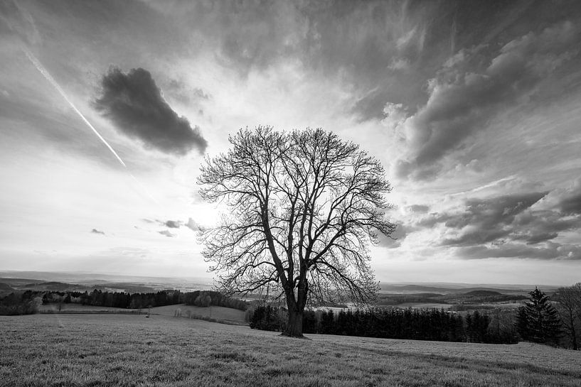 Mächtiger Baum in der Rhön von Flatfield