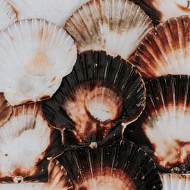 Muscheln | Meer | Jakobsmuschel von Iris van Tricht