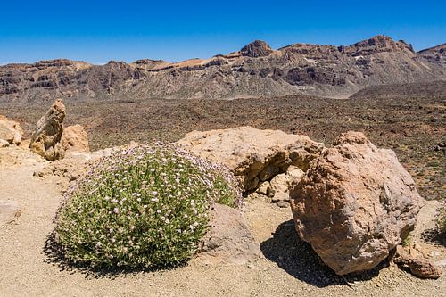 Landschaft auf der Kanarischen Insel Teneriffa