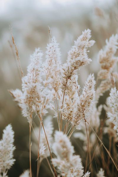 Close-up of White Plumes by Imperial Art House