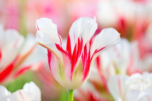 One white with red colored tulip in dutch tulips field