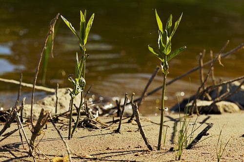 Grassen op het strand in het zonlicht
