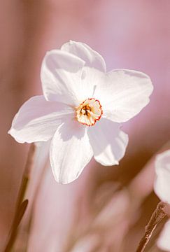 Witte narcis bloem met zacht roze tinten van Denise Tiggelman