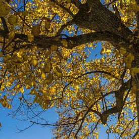 Herbstbaum von Andreas Stach