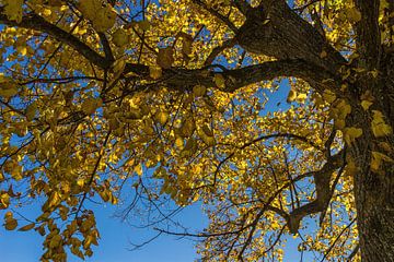 Autumn tree van Andreas Stach