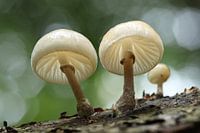 Porcelain mushrooms