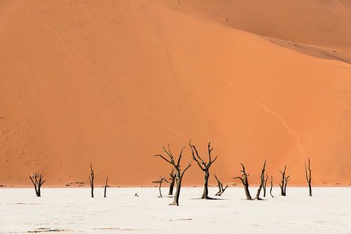 Namibië, deadvlei