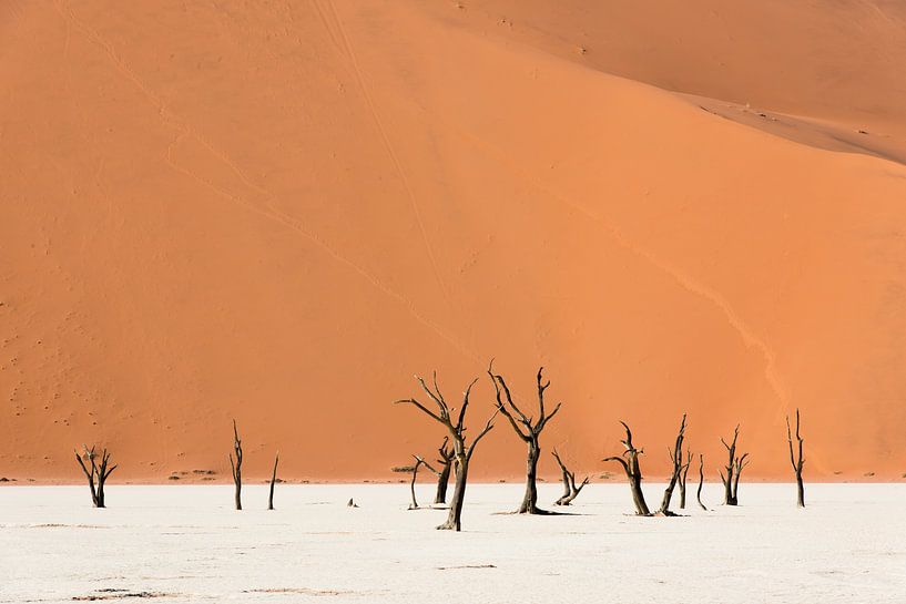 Namibië, deadvlei von Jeannette Kliebisch