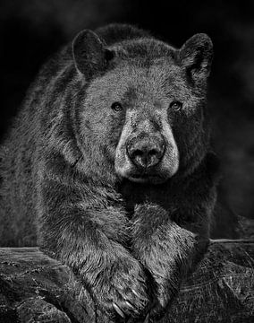 Black bear by Maickel Dedeken