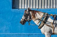 Paard in Trinidad van Celina Dorrestein thumbnail