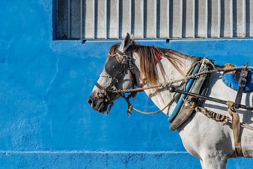 Paard in Trinidad