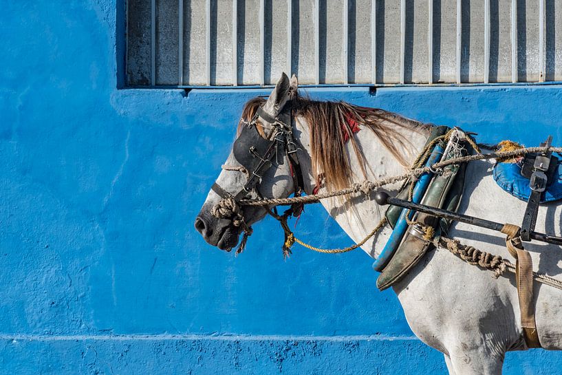 Paard in Trinidad van Celina Dorrestein