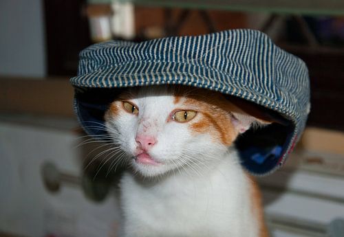 Poesje gooit er niet met de pet naar