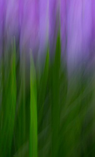 Who's afraid of green and purple sur Be-eR fotografeert