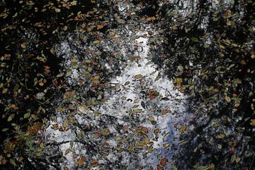 Herfstbladeren drijvend op water van Marcel Alsemgeest