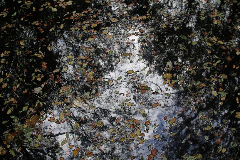 Autumn leaves floating on water by Marcel Alsemgeest