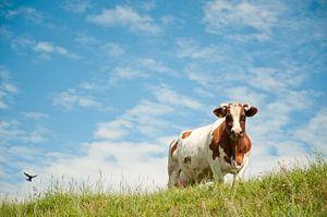 La vache sur Eelkje Colmjon