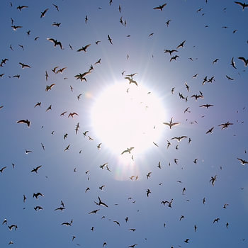 terns in sunny attack