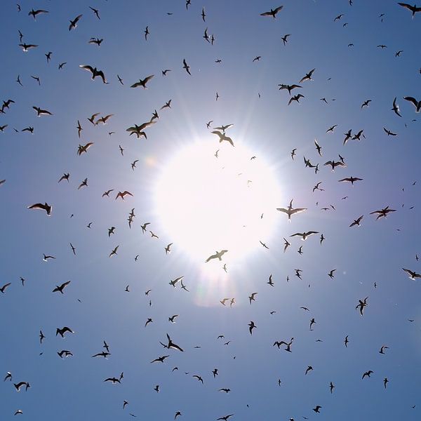 Seeschwalben im sonnigen Angriff von Hans Hut