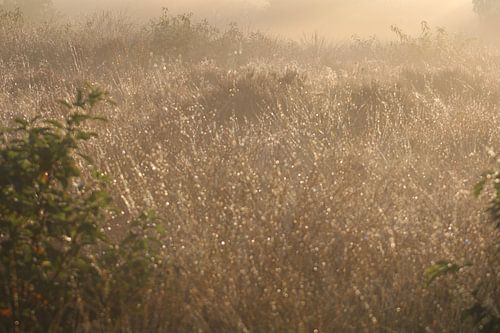 die Sonne durchbrechen