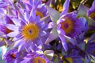 Lotusbloemen van Michael Feelders thumbnail