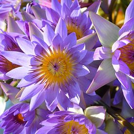 Purple Lotusflowers sur Michael Feelders