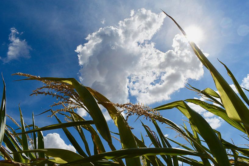 frogs view wheat by Fay Kallendorf