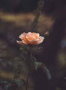 Blumen Teil 918
