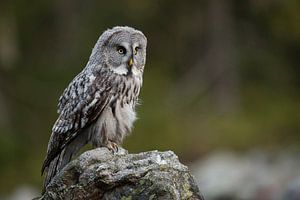 Bartkauz ( Strix nebulosa ) bei der Jagd
