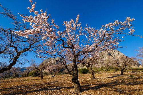 amandelboom met bergen op achtergrond