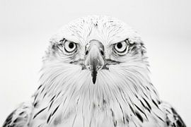 Adler von Poster Art Shop