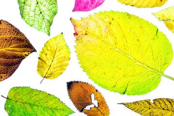 Kleurrijke herfstbladeren op een witte achtergrond van Carola Schellekens