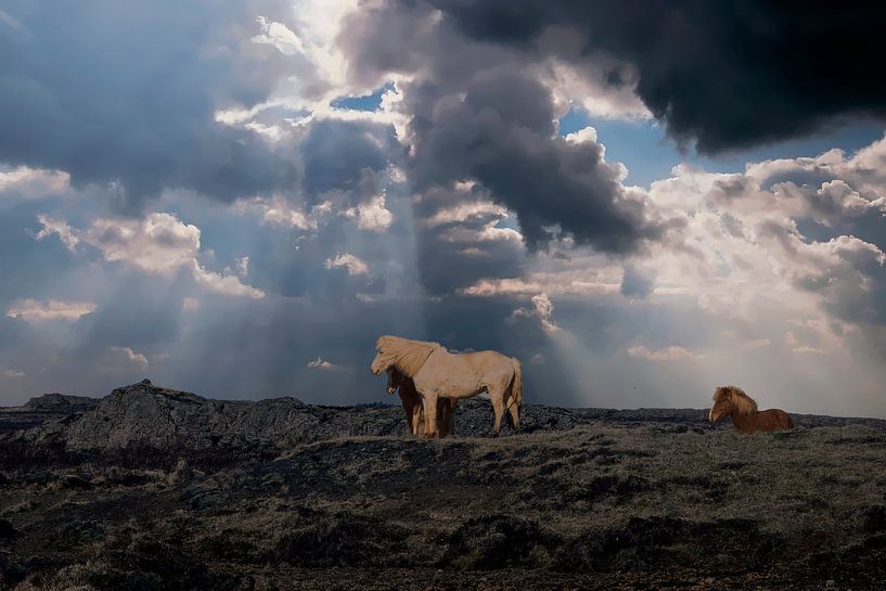 Iceland landscape with horses by Gert Hilbink