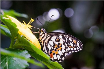 Papillon sur MientjeBerkersPhotography