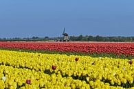 Niederländisches Bild mit Tulpen und einer Mühle von Renzo de Jonge Miniaturansicht